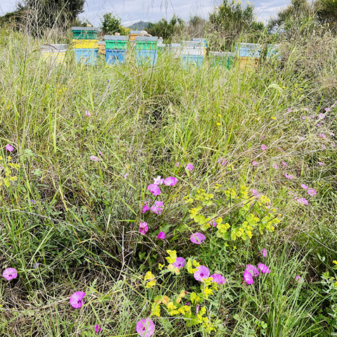 1000-flors La Mel Mil Flors