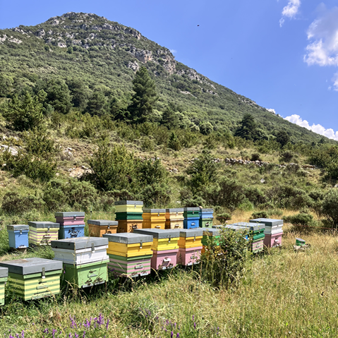 Hover-alinya Mel de Muntanya d'Alinyà