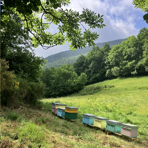 Pardines Mel d'alta muntanya Pardines