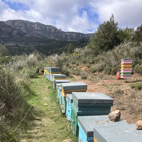 Romani Mel de Romaní / La reina de les mels