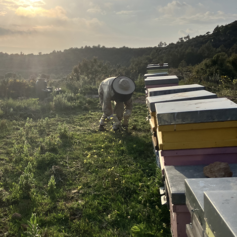 mel-tardor Mel de tardor