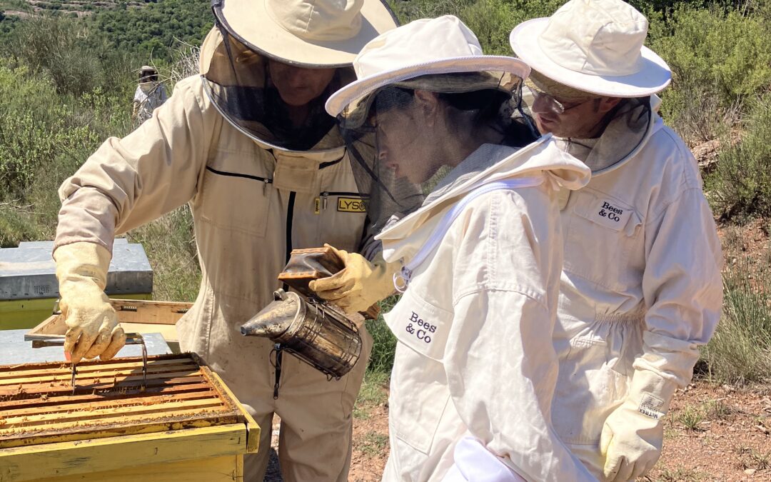 Taller d’apicultura